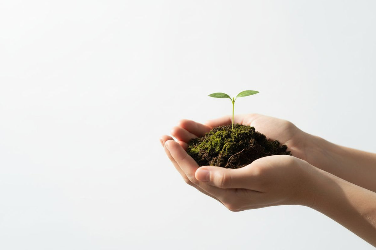 Hands holding a small plant with soil against a light background